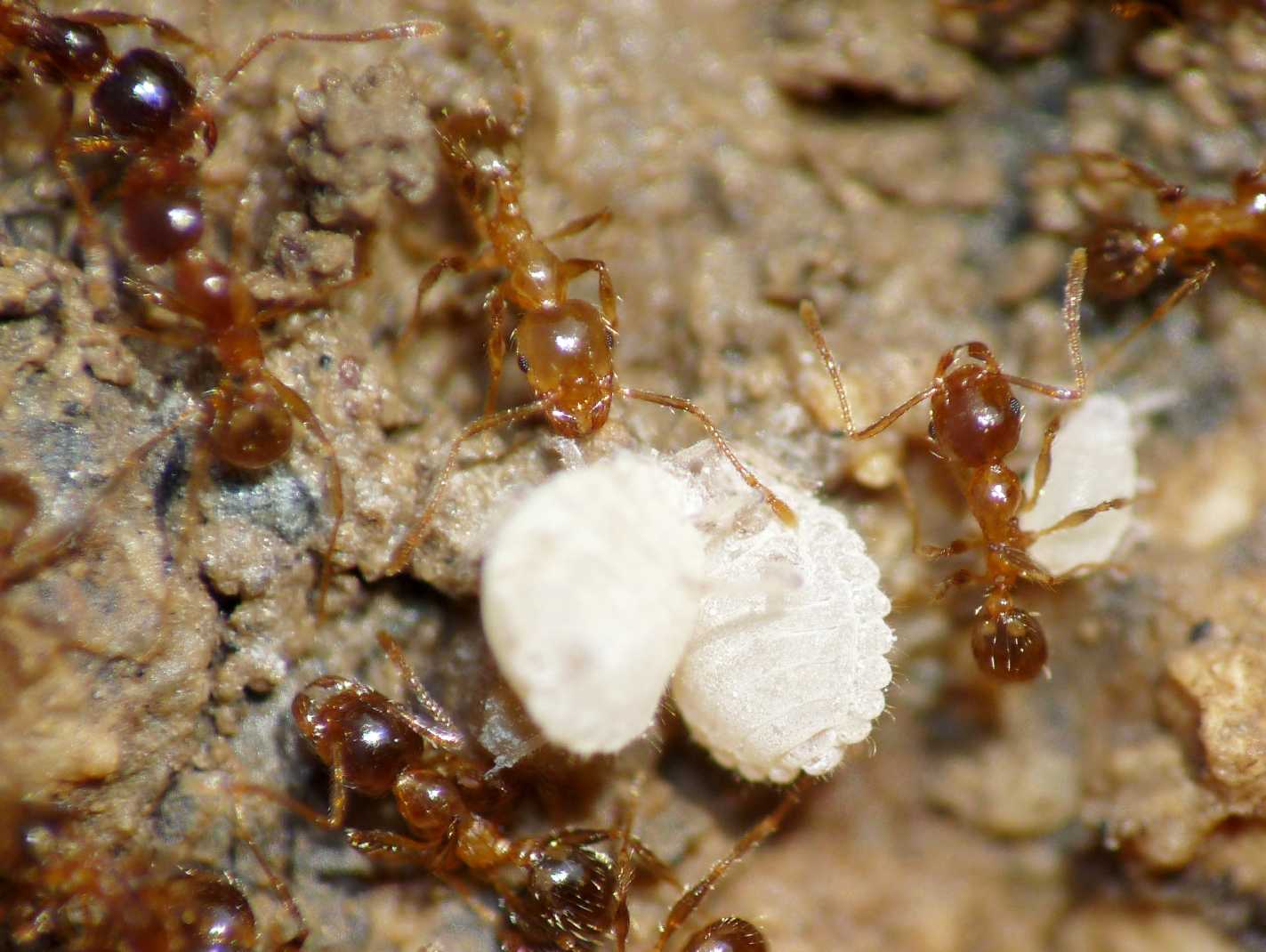 Aphididae ospiti delle formiche Pheidole pallidula: Geoica cfr pellucida